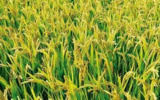 圳優(yōu)1127水稻種子特點(diǎn)，尤其注意防治稻瘟病