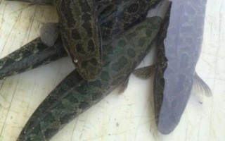 黑魚如何養(yǎng)殖，魚種長成后才能放入混養(yǎng)塘