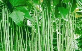 豆角歇伏的原因，高溫、干旱多雨等都會(huì)導(dǎo)致