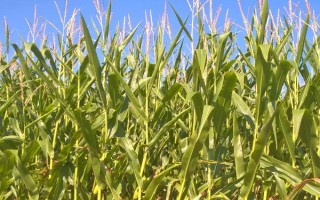ND488玉米種子介紹，畝種植密度3500株