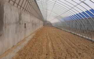 棚室更茬換季要注意什么，為圖省事將殘株雜草翻入地中容易引發(fā)病蟲害