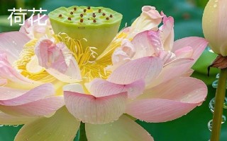 睡蓮和荷花的區(qū)別是什么，葉子、花朵和屬性均不同