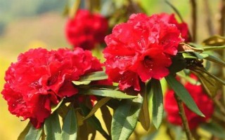 馬纓花有什么特點，花朵多數(shù)生長在樹枝頂部
