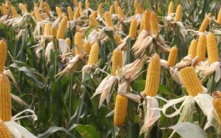 吉單466玉米種子特征特性，中抗穗腐病