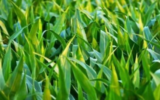 南彩602玉米種子特征特性，播種時(shí)畝施三元復(fù)合肥20公斤