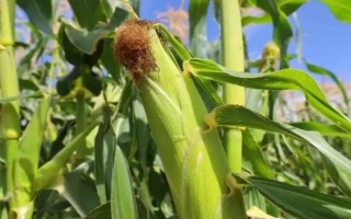 彩甜糯6號玉米種子特征特性，苗期防治好地老虎