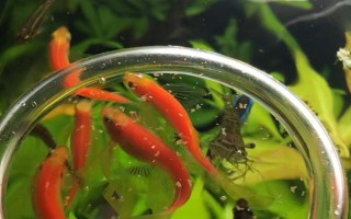 魚能吃什么，不同種類的魚吃的東西不同