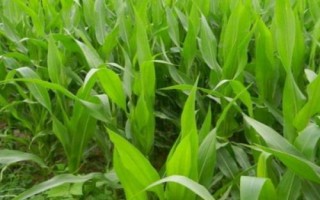 莘玉A7玉米種簡(jiǎn)介，該品種抗倒性較好