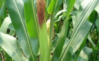 粵甜黑珍珠1號(hào)玉米品種的特性，注意防治病蟲(chóng)害