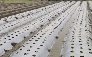種菜撒籽后要不要立即澆水，播種后要覆蓋細(xì)土才能澆濕周圍的土壤