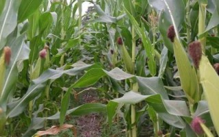 粒農(nóng)301玉米種子簡介，種植密度以4500株/畝為宜