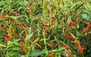 辣椒不長(zhǎng)芽的原因及解決方法，種子質(zhì)量不高、土壤板結(jié)等都會(huì)導(dǎo)致