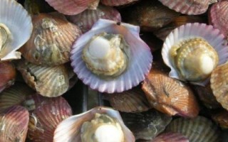 海灣扇貝的產(chǎn)地，原產(chǎn)于美國東海岸