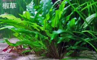 缸里有魚后如何種植水草，首先選擇生長健康、沒有遭受病蟲害的水草
