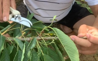 櫻桃樹如何修剪，可選擇在每年春季萌芽前進(jìn)行