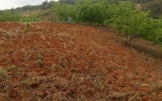 楊梅種子有哪些優(yōu)良品種，常見的有水晶種楊梅、東魁楊梅等
