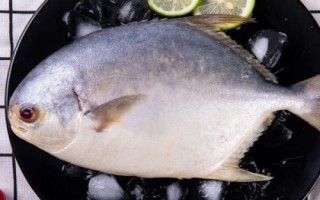 金鯧魚和鯧魚一樣嗎，不是同一種魚