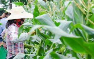 金穗319玉米品種的特性，出苗至成熟128天