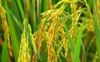 泰優(yōu)305水稻品種簡介，該品種株型緊湊