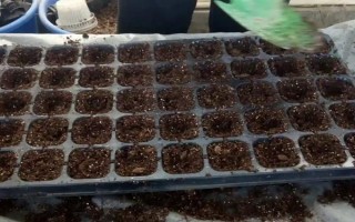 怎么種醉蝶花，種之前需浸種6小時左右