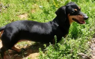 臘腸犬怎么飼養(yǎng)，平時要定期飼喂煮熟的肉食