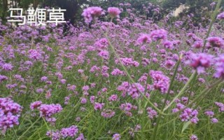 薰衣草和馬鞭草的區(qū)別，薰衣草的花序呈輪傘狀