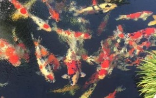 錦鯉為什么會掉鱗，可能是受到細(xì)菌感染