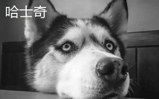 阿拉斯加和哈士奇的區(qū)別有哪些，體型、瞳孔顏色均不同