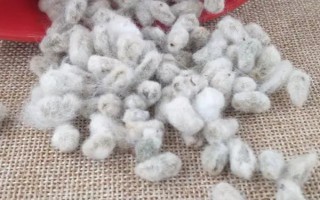 魯棉696棉花種簡(jiǎn)介，轉(zhuǎn)抗蟲基因中熟常規(guī)品種
