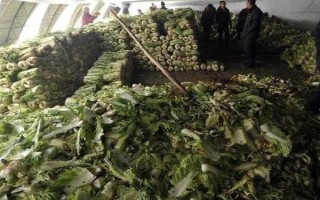大白菜儲存期間怎么防治性軟腐病，應(yīng)先做好田間防治工
