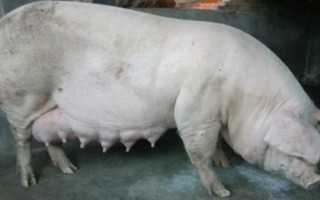 公豬有幾對乳房，品種會影響數(shù)量