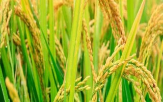 岫粳糯6號(hào)水稻種子介紹，每畝栽插2.2萬(wàn)～2.5萬(wàn)叢
