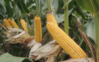 隆平943玉米品種的特性，4月下旬至5月上旬播種