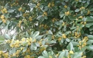 什么是山香木，是常見的小果薔薇