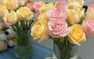 水培玫瑰花如何避免枯萎，要養(yǎng)在干燥、涼爽、通風(fēng)處