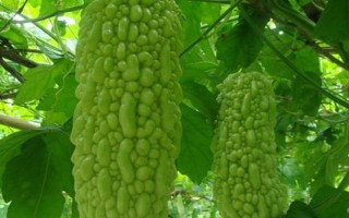 種植苦瓜的時間和方法，北方地區(qū)3-4月份可在棚內(nèi)育苗、長江流域在3月份播種