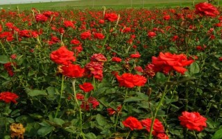 哪里有玫瑰花種植基地，基地在河北或者山東等地