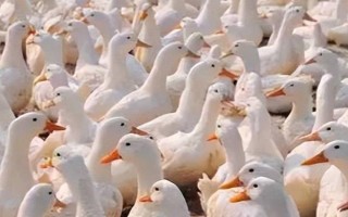 給肉鴨配制飼料的原則，不能一次性配制過多