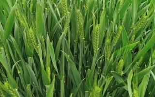 小麥揚(yáng)花下雨是否會(huì)絕后，大概率不會(huì)出現(xiàn)絕后