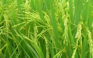旱兩優(yōu)8號(hào)水稻品種的特性，全生育期晚稻平均117.1天