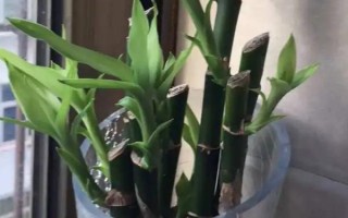 富貴竹爆芽的方法，進行打頂最快速