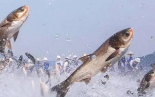 3號新關(guān)東鉤可以釣多重的鯉魚，8斤以內(nèi)的鯉魚均可垂釣