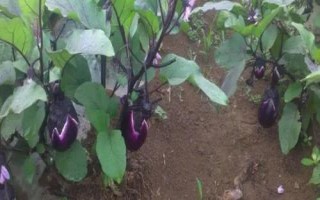 夏季哪些蔬菜可以露天種植，包括小白菜、空心菜、番茄、茄子等品種