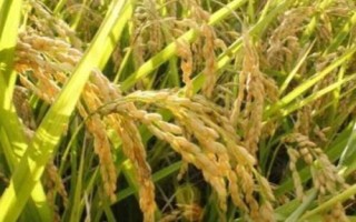 我國水稻之父是指，袁隆平院士被譽(yù)為“雜交水稻之父”