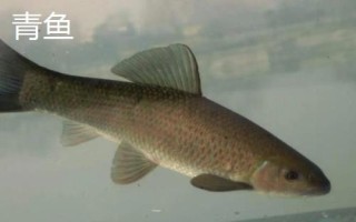 鲅魚和青魚的區(qū)別，科屬分類、形態(tài)特征、棲息環(huán)境均不同