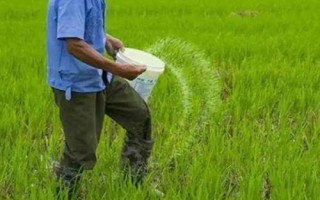 過量施磷肥的危害，會造成土壤理化性質(zhì)惡化