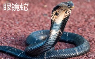 響尾蛇和眼鏡蛇誰更加厲害，相同條件下眼鏡蛇更厲害