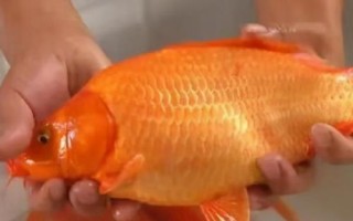 鯉魚(yú)的品種，常見(jiàn)的有紅鯉、豐鯉、錦鯉等