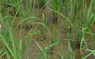 昌優(yōu)964水稻品種簡介，一般4月底至5月初播種