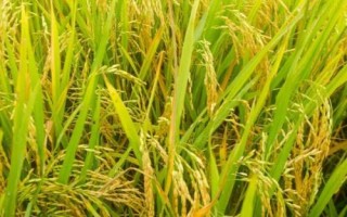 夷優(yōu)601水稻品種簡介，秧田播種量12.5公斤